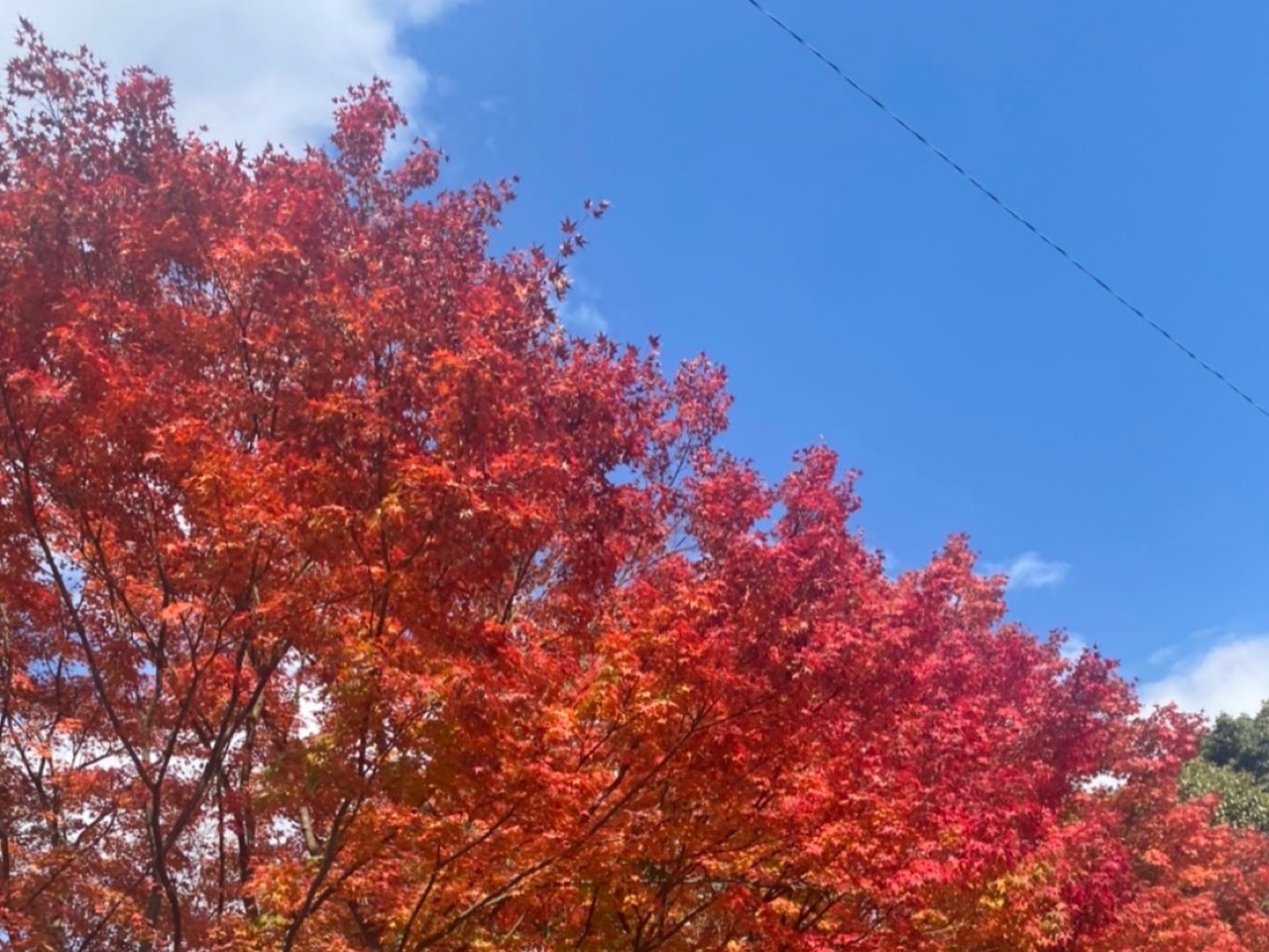 「京都ならではの秋」を満喫しよう！