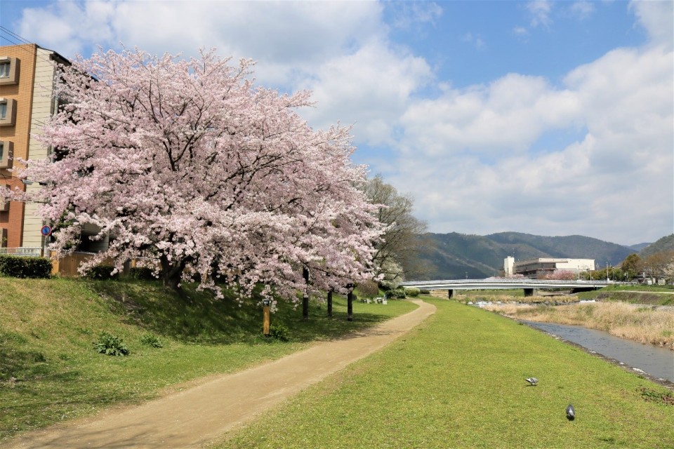 京都で花見！学生が撮った桜の穴場スポット2017