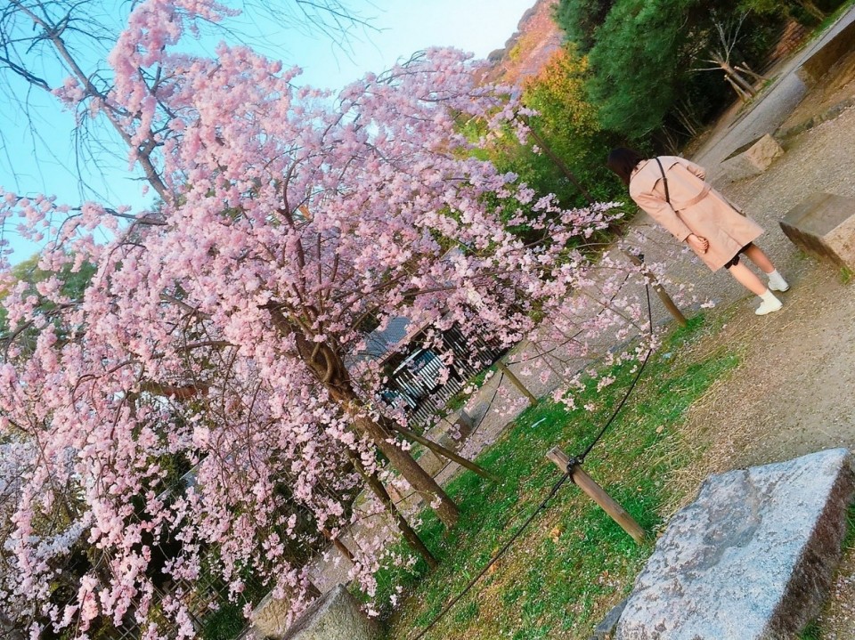 京都で花見！学生が撮った桜の穴場スポット2017
