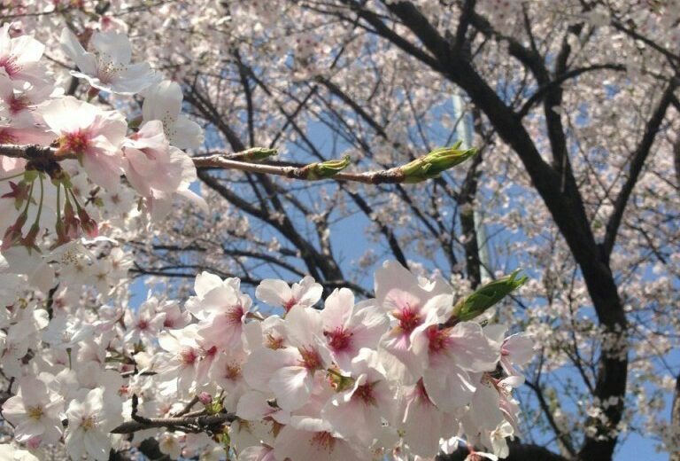 私の 不 合格体験記 コトカレ