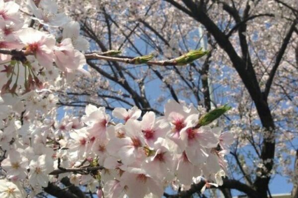 筆者が撮った桜