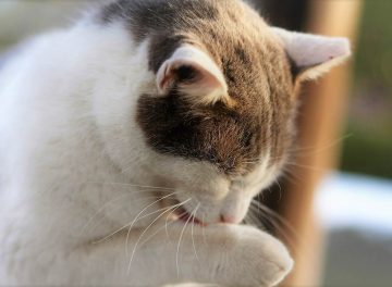 立命館大学の可愛い猫