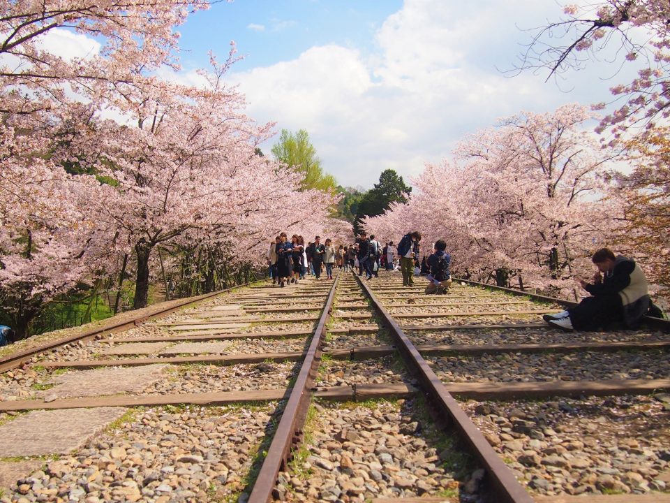京都、蹴上の桜