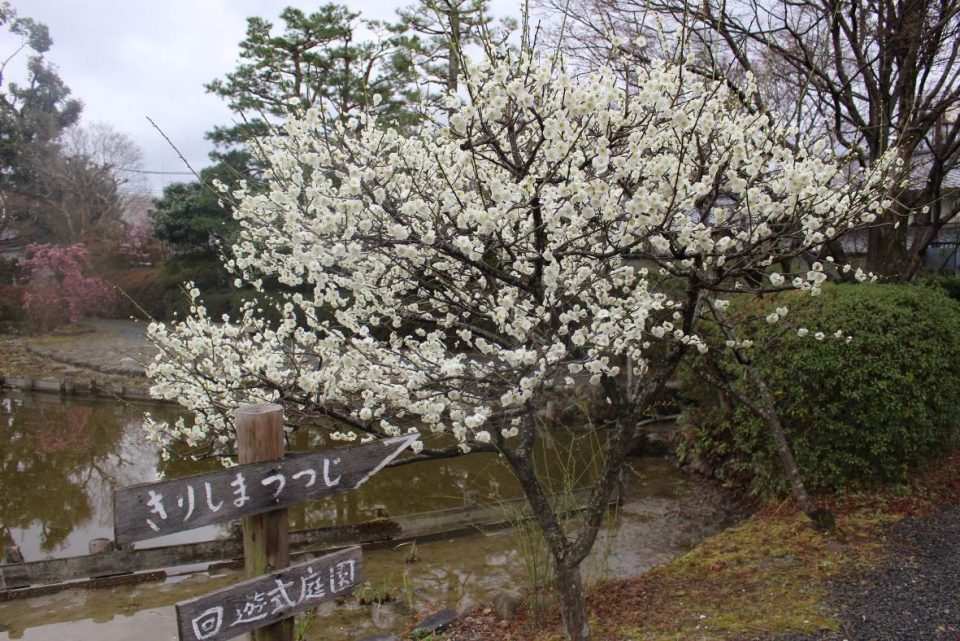 春の京都のおススメスポットを市バスの運転手さんに聞いてきた！（京都市内の西部を巡るコース編）
