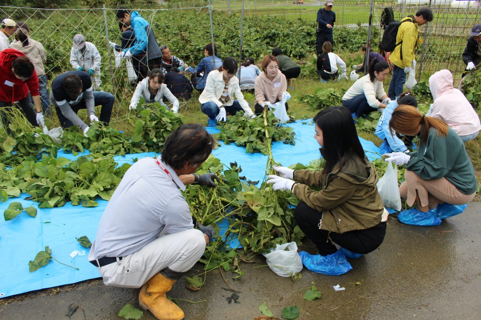 京都の留学生と一緒に枝豆収穫ツアーに参加してみた！