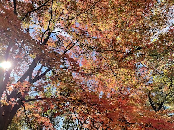 【紅葉の秋】大学近くの紅葉スポット巡ってみた！（同志社大学編）