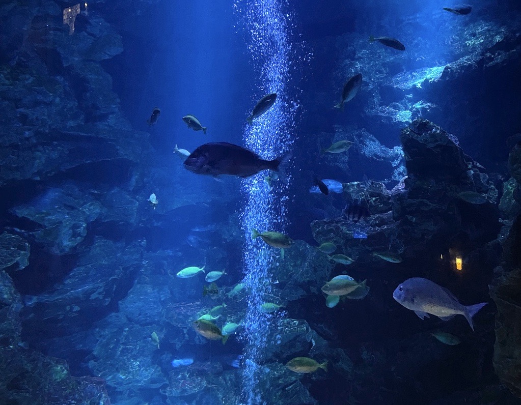 【大学生必見】気軽に行けるおでかけスポット・京都水族館の魅力を紹介！